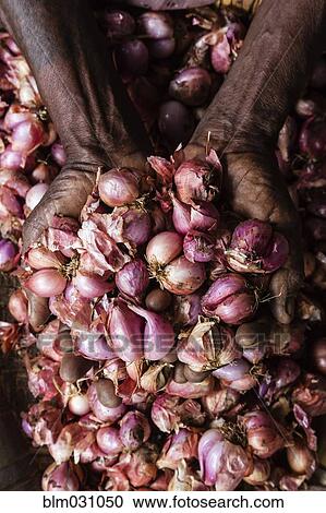 Stock Image - Close up of woman's hands cupping shallots. Fotosearch