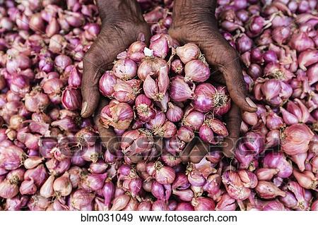 Stock Photo - Close up of woman's hands cupping shallots. Fotosearch