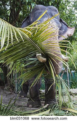 Elephant eating palm tree View Large Photo Image Stock Photo - Elephant eating palm tree. Fotosearch