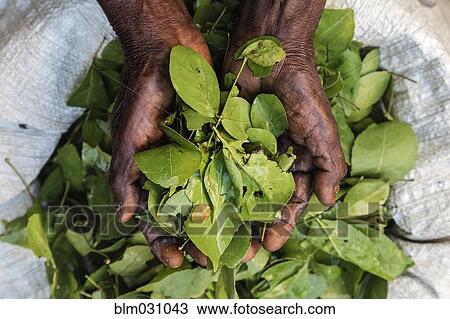 Hands holding bay leaves for sale in market View Large Photo Image Stock Image - Hands holding bay leaves for sale in market. Fotosearch