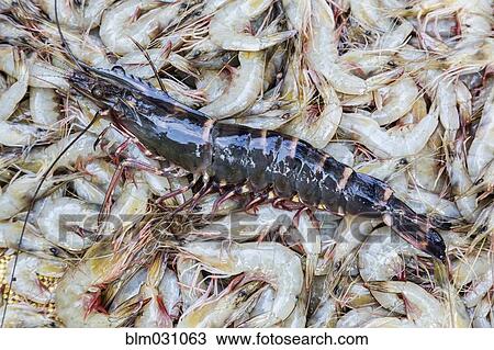 Pile of shrimp for sale in market View Large Photo Image Stock Image - Pile of shrimp for sale in market. Fotosearch