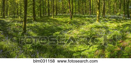 Trees in grassy forest View Large Photo Image Stock Photo - Trees in grassy forest. Fotosearch