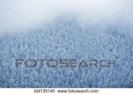 Aerial view of snowy trees View Large Photo Image Stock Image - Aerial view of snowy trees. Fotosearch