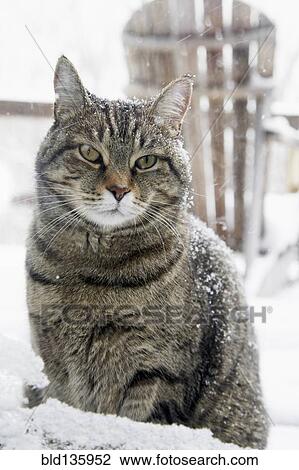 Stock Image - Cat sitting outside in snow. Fotosearch
