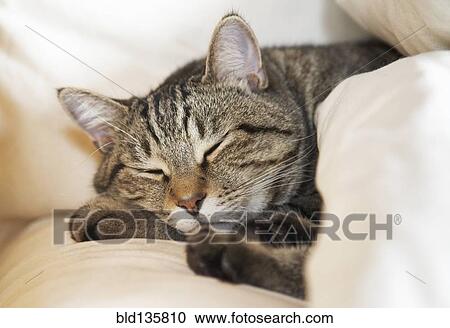 Stock Image - Cat sleeping on bed. Fotosearch