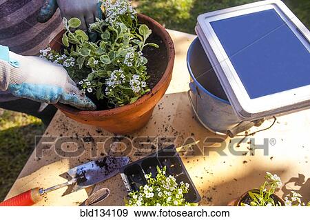 Caucasian woman gardening with digital tablet View Large Photo Image Stock Photo - Caucasian woman gardening with digital tablet. Fotosearch
