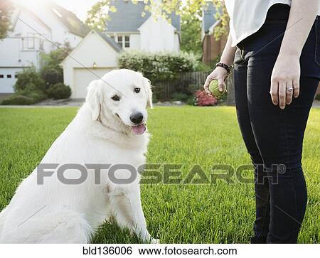 Caucasian woman playing with dog in park View Large Photo Image Stock Photograph - Caucasian woman playing with dog in park. Fotosearch