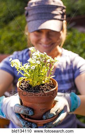 Stock Image - Caucasian woman potting plants outdoors. Fotosearch