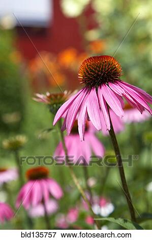 Close up of pink flowers View Large Photo Image Stock Photo - Close up of pink flowers. Fotosearch