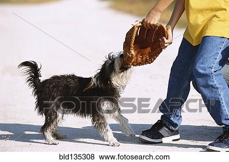 Dog biting catcher's mitt outdoors View Large Photo Image Stock Photo - Dog biting catcher's mitt outdoors. Fotosearch