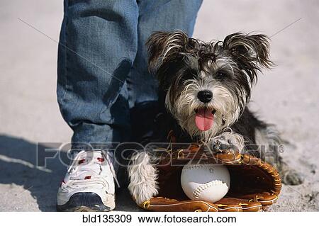 Dog sitting on catcher's mitt with baseball View Large Photo Image Stock Photo - Dog sitting on catcher's mitt with baseball. Fotosearch