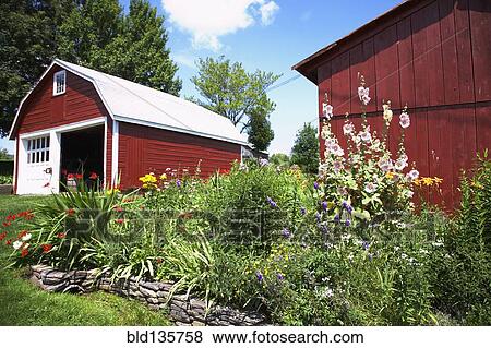 Flowerbeds growing outside barns View Large Photo Image Stock Photo - Flowerbeds growing outside barns. Fotosearch