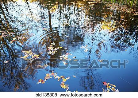 Ripples and leaves in still rural lake View Large Photo Image Stock Photo - Ripples and leaves in still rural lake. Fotosearch