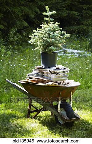 Tree and books in wheelbarrow in backyard View Large Photo Image Stock Photography - Tree and books in wheelbarrow in backyard. Fotosearch
