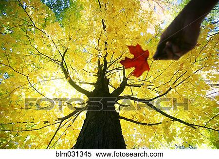 Caucasian woman holding red maple leaf under yellow tree View Large Photo Image Stock Photography - Caucasian woman holding red maple leaf under yellow tree. Fotosearch