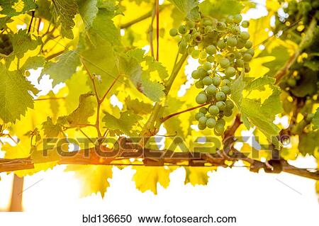Close up of grapes growing on vine in vineyard View Large Photo Image Stock Image - Close up of grapes growing on vine in vineyard. Fotosearch