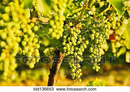 Close up of grapes growing on vine in vineyard View Large Photo Image Stock Image - Close up of grapes growing on vine in vineyard. Fotosearch