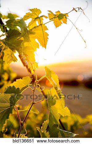 Stock Image - Close up of leaves on vine in vineyard. Fotosearch