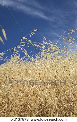 Stock Image - Close up of tall grass under blue sky. Fotosearch