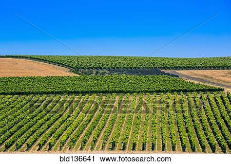 Crop fields in rural landscape View Large Photo Image Stock Image - Crop fields in rural landscape. Fotosearch