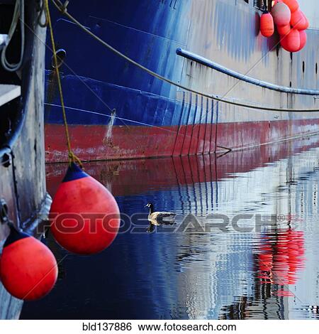 Duck swimming in urban harbor View Large Photo Image Stock Photograph - Duck swimming in urban harbor. Fotosearch