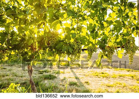 Stock Image - Grapes growing on vine in vineyard. Fotosearch
