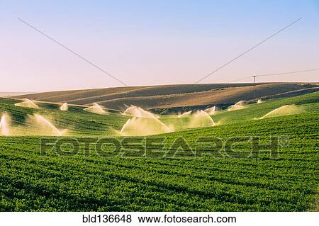 Stock Photo - Illuminated sprinklers watering crop field. Fotosearch
