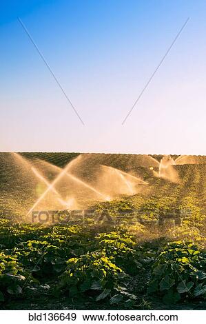 Illuminated sprinklers watering crop field View Large Photo Image Stock Photo - Illuminated sprinklers watering crop field. Fotosearch