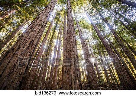 Stock Photo - Low angle view of trees in sunny forest. Fotosearch