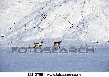 Stock Image - Reindeer grazing in arctic landscape. Fotosearch