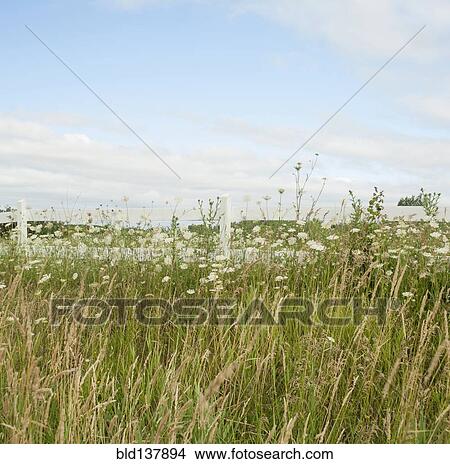 Picture - Tall grass and wildflowers under blue sky. Fotosearch