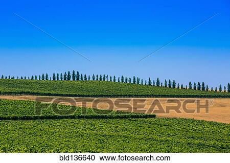 Stock Image - Trees and crop fields in rural landscape. Fotosearch