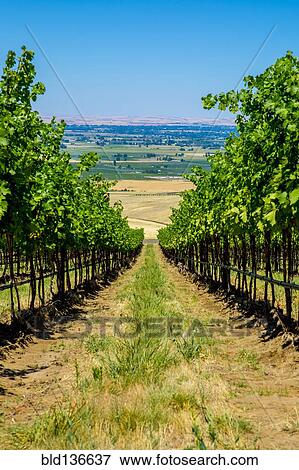 Stock Photo - Vineyard on hillside overlooking rural landscape, Walla Walla, Washington, United States. Fotosearch
