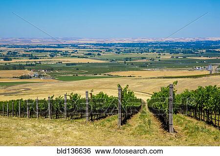 Vineyard on hillside overlooking rural landscape, Walla Walla, Washington, United States View Large Photo Image Stock Photograph - Vineyard on hillside overlooking rural landscape, Walla Walla, Washington, United States. Fotosearch