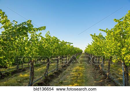Vineyard on hillside under blue sky View Large Photo Image Picture - Vineyard on hillside under blue sky. Fotosearch