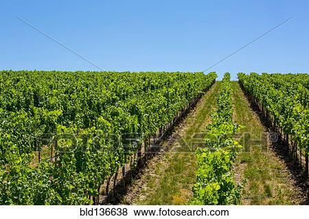 Stock Photo - Vineyard on hillside under blue sky. Fotosearch