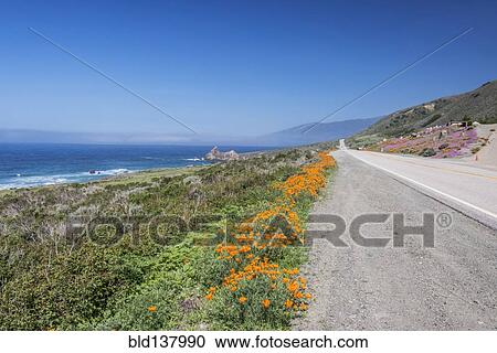 Stock Image - Wildflowers growing along coastal road. Fotosearch