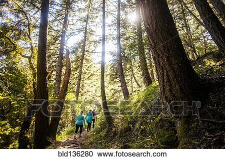 Women hiking in sunny forest View Large Photo Image Stock Image - Women hiking in sunny forest. Fotosearch