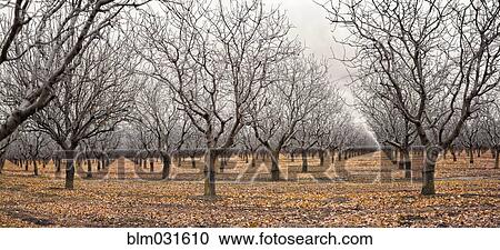 Bare trees in grove View Large Photo Image Stock Image - Bare trees in grove. Fotosearch