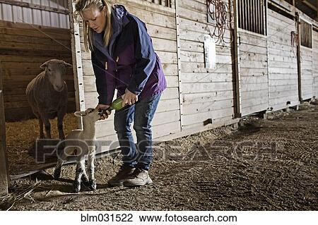 Stock Image - Caucasian farmer feeding lamb in barn. Fotosearch