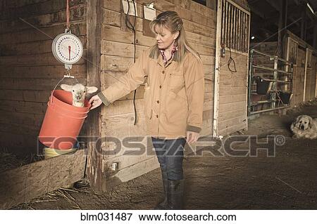 Stock Photo - Caucasian farmer weighing lamb in barn. Fotosearch
