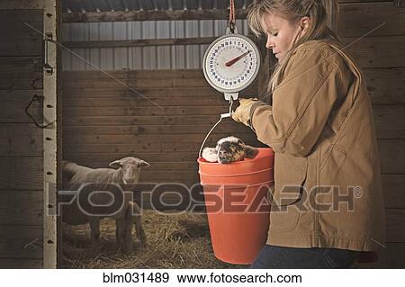 Stock Photo - Caucasian farmer weighing lamb in barn. Fotosearch