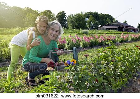 Caucasian grandmother and granddaughter picking flowers on farm View Large Photo Image Stock Image - Caucasian grandmother and granddaughter picking flowers on farm. Fotosearch