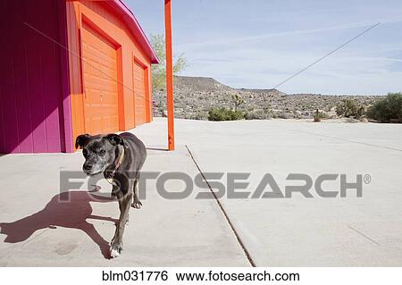 Stock Photograph - Dog walking on concrete patio. Fotosearch