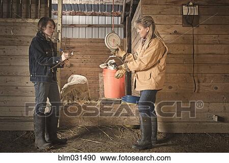 Farmer and daughter weighing lamb in barn View Large Photo Image Stock Image - Farmer and daughter weighing lamb in barn. Fotosearch
