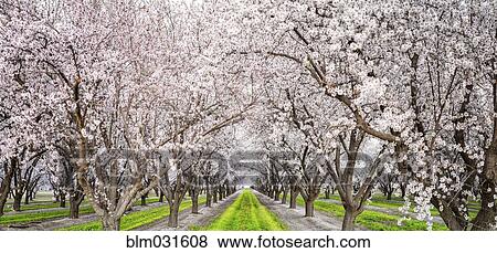 Stock Photo - Flowering trees growing along rural road. Fotosearch