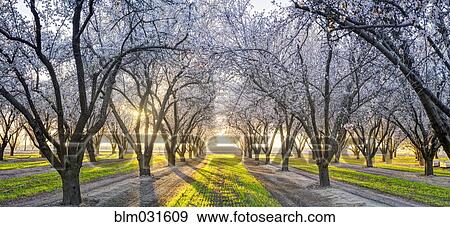 Flowering trees growing along rural road View Large Photo Image Stock Photo - Flowering trees growing along rural road. Fotosearch
