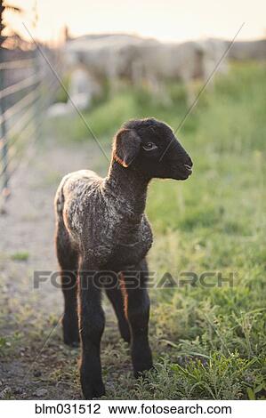 Stock Image - Lamb standing in field on farm. Fotosearch