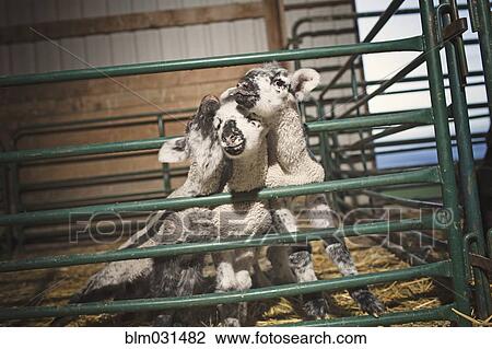 Stock Image - Lambs huddling together in barn. Fotosearch