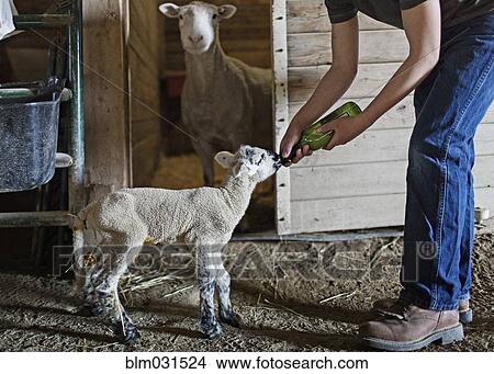 Picture - Mixed race boy feeding lamb on farm. Fotosearch